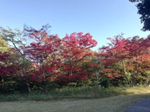 愛知県森林公園の植物園