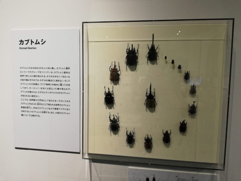 名古屋市科学館の特別展(昆虫)