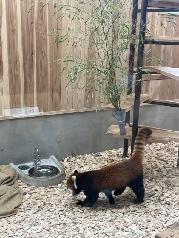 東山動植物園のレッサーパンダ