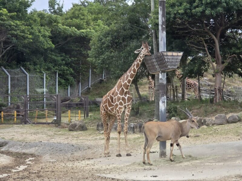 アドベンチャーワールド